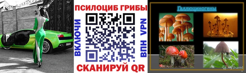 Псилоцибиновые грибы Psilocybe Новоульяновск